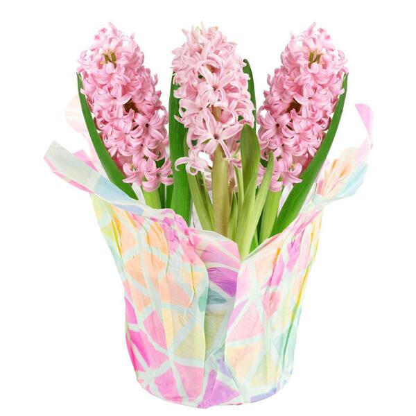 Costa Farms 6 in. Pink Hyacinth Plant in Easter Decor Mylar Wrap, Average Shipping Height 10 in. Tall