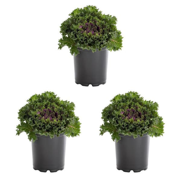 METROLINA GREENHOUSES 2.5 Qt. Red Ornamental Kale Annual Plant (3-Pack)