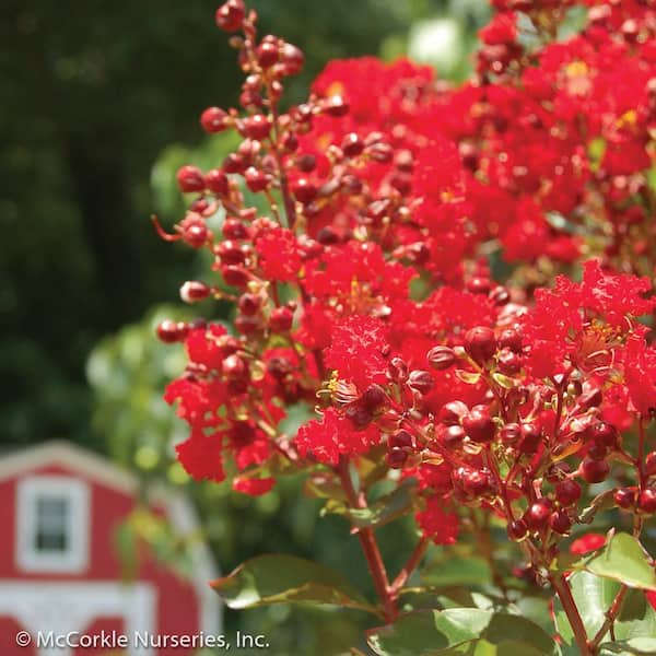 Vigoro 2 Gal. Red Rooster Crape Myrtle Mid Size Live Shrub (Lagerstroemia) with True Red Flowers, Decidous