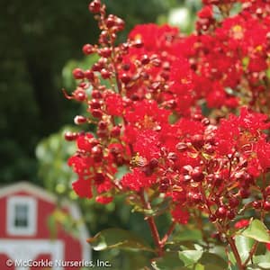 2 Gal. Red Rooster Crape Myrtle Mid Size Live Shrub (Lagerstroemia) with True Red Flowers, Decidous