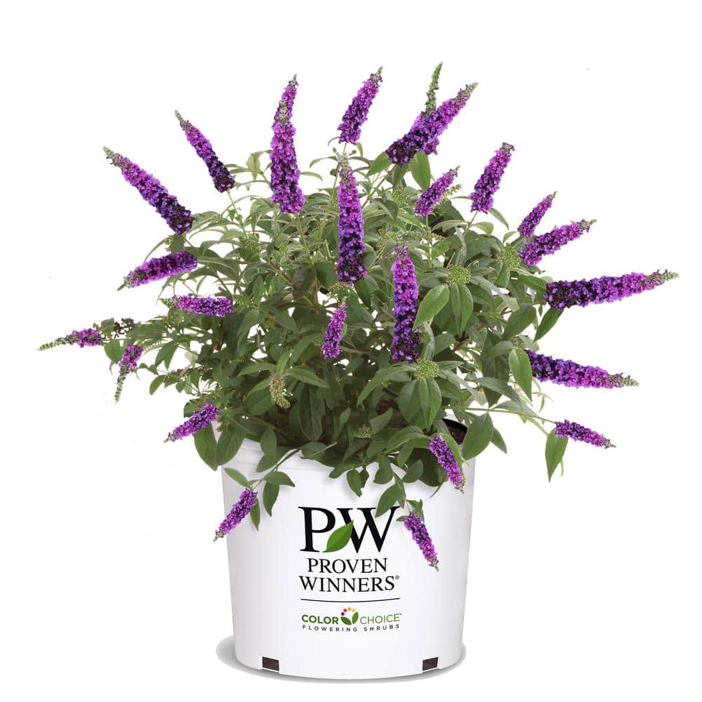 PROVEN WINNERS 2 Gal. Miss Violet Buddleia Shrub with Dark Purple