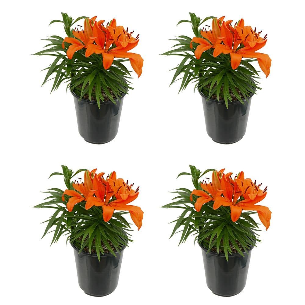 2.5 Qt. Perennial Asiatic Lily Orange (4-Pack)