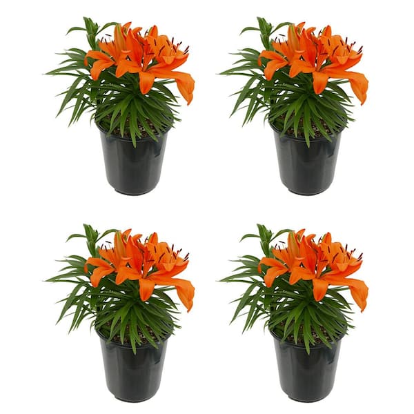 Unbranded 2.5 Qt. Perennial Asiatic Lily Orange (4-Pack)