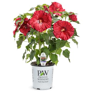 2 Gal. Summerific 'Valentine's Crush' Rose Mallow (Hibiscus Hybrid), Live Perennial Plant, with Red Flowers