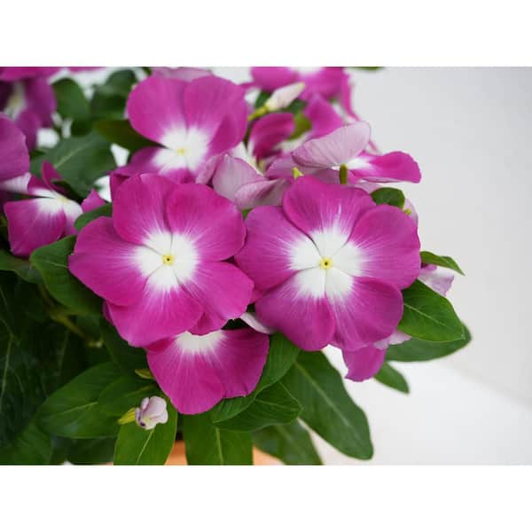 1.38 Pt. Vinca Cora Periwinkle Plant Orchid Purple Flowers in 4.5 in. Grower's Pot (4-Plants)