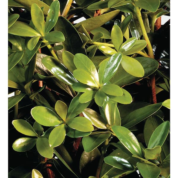 3 Gal. Bigfoot Cleyera Shrub (Ternstroemia Gymnanthera; False Japanese Cleyera) Live Evergreen Plant for Privacy