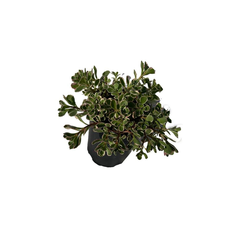 Live Sedum Spurious Tricolor Succulent Plant in Pots (5-Pack)