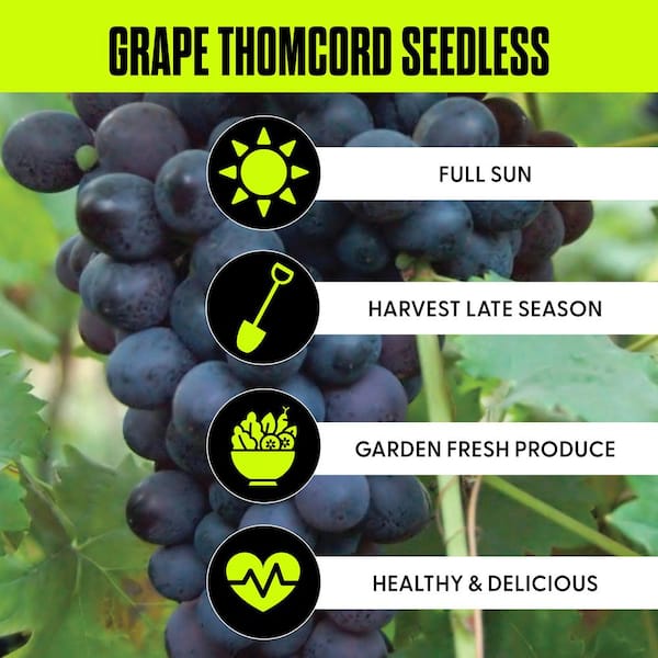 Grapes Thomcord Seedless Plants (3-Pack)