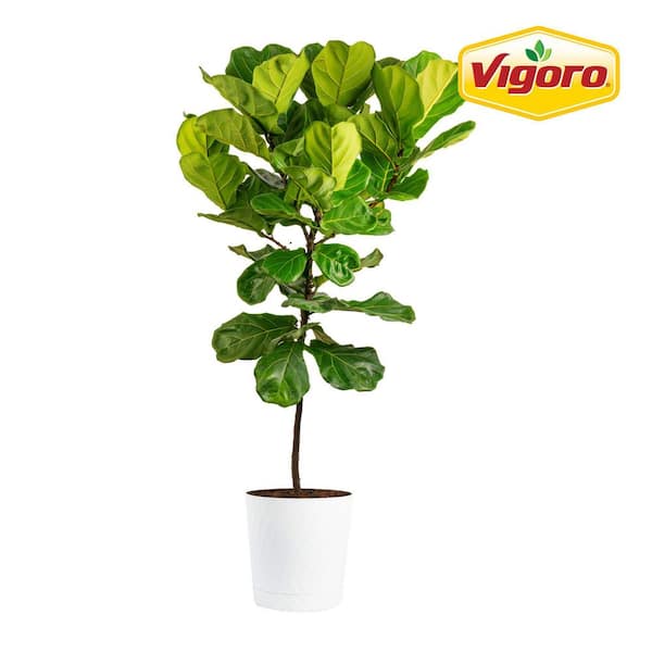 Ficus Lyrata Fiddle Leaf Fig Indoor Plant in 12 in. Decor Pot, Average Shipping Height 54-72 in. Tall