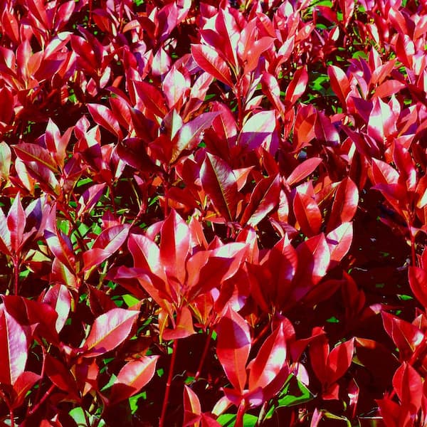 2.25 gal. Photinia Dynamo Red Shrub with White Flowers