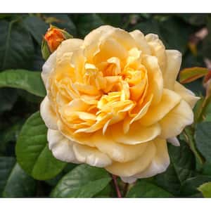 Bareroot Scentables Michelangelo Hybrid Tea Rose Bush with Golden Yellow Flowers (2-Pack)