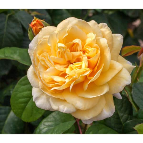BLOOMABLES Bareroot Scentables Michelangelo Hybrid Tea Rose Bush with Golden Yellow Flowers (2-Pack)