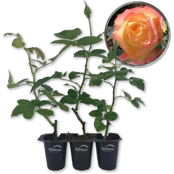Wekiva Foliage About Face Rose Bush- 3-Live Starter Plants in 2 in. Pots-Beautifully Fragrant Heirloom Rose from Florida