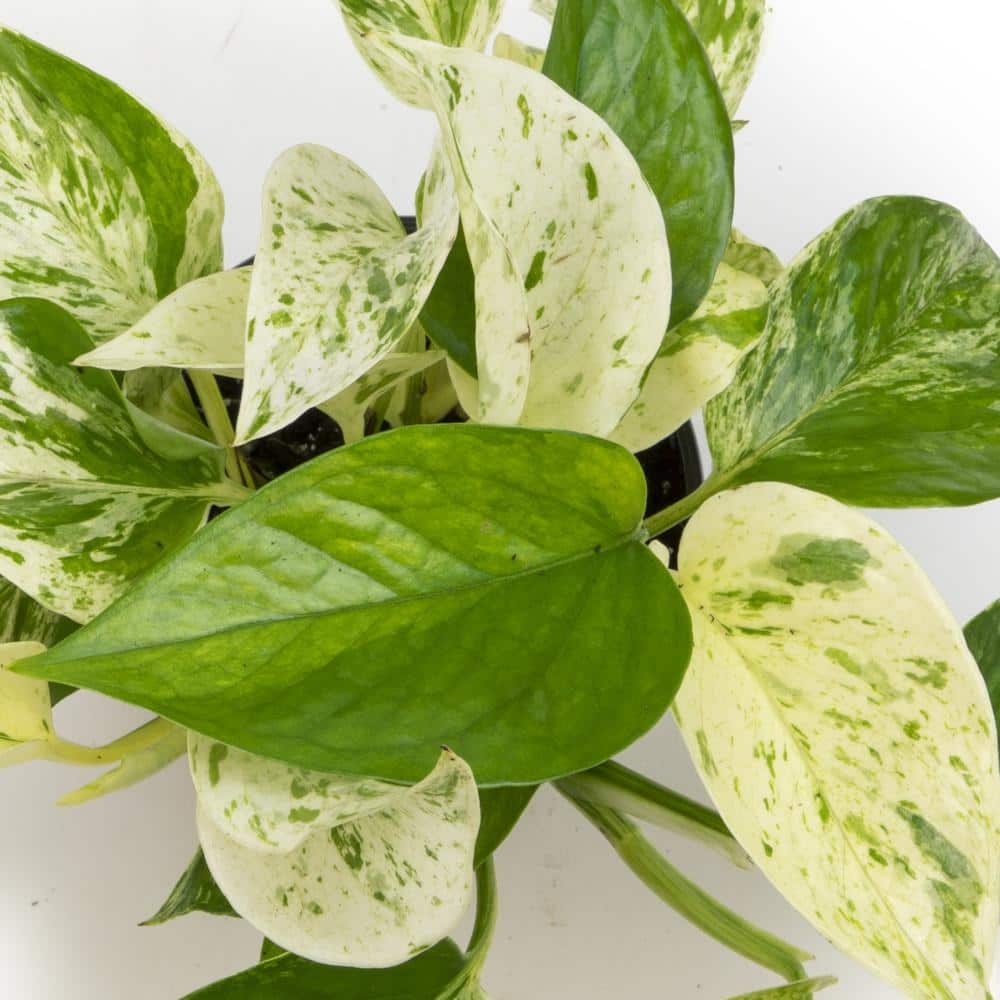 Marble Queen Pothos in Black Plastic Grow Pot