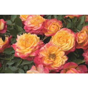 3 Gal. Sunblaze Rainbow Mini Live Rose Bush with Yellow-Orange and Red Flowers