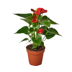 Red Anthurium Plant in 4 in. Grower Pot