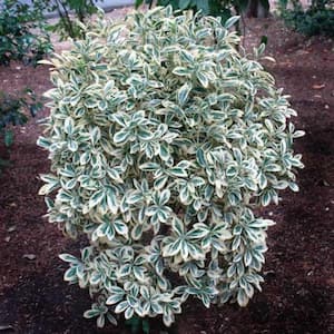 1 Gal. Silver Queen Euonymus Shrub With Silver Variegated Evergreen Foliage