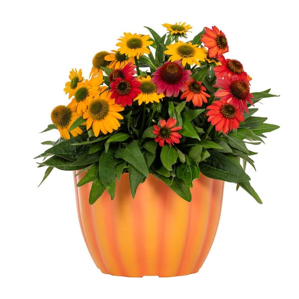 3 Gal. Multicolor Echinacea Coneflower Mix in Decorative Pumpkin Planter Perennial Plant