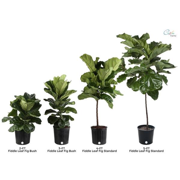 Vigoro 10 in. Fiddle Leaf Lyrata Standard and (2) 6 in. Spathiphyllum Peace Lily Plant in White Decor Planter, (3 Pack)