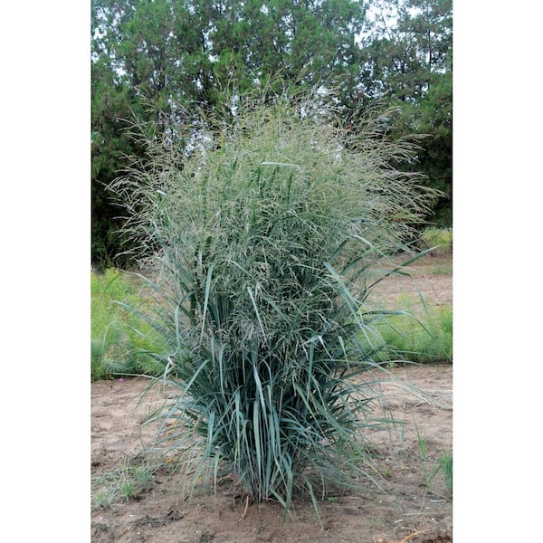 Pure Beauty Farms 2.5 qt Pennisetum Rubrum Purple Plant in Grower's Pot (2-Packs)