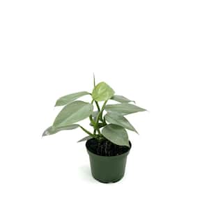 6 in. Philodendron Silver Sword Plant in Grower Pot