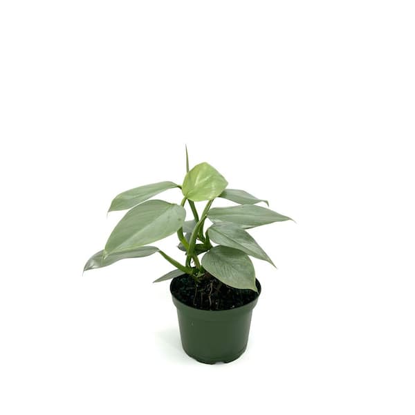 HAMPSHIRE FARMS 6 in. Philodendron Silver Sword Plant in Grower Pot