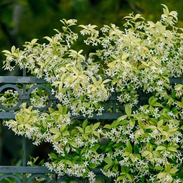 national PLANT NETWORK 2.5 qt. Jasmine Confederate Flowering