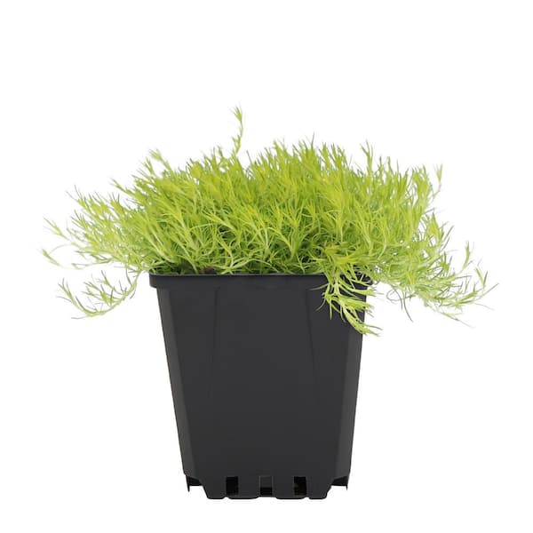 Vigoro 1 Pint Moss Sagina Ground Cover Plant