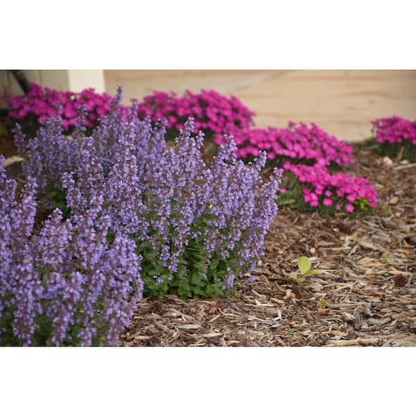 House on the hill / Pajamas（Flower） 90（Nepeta 'Cat's