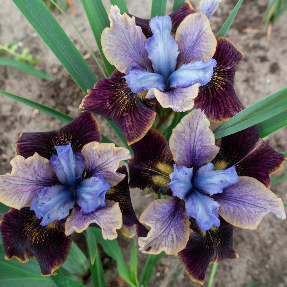 Black Joker Siberian Iris with Purple and Yellow Blooms, 22 Inches Tall