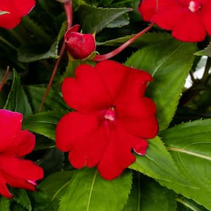 2 Qt. Compact Fire Red SunPatiens Impatiens Outdoor Annual Plant with Red Flowers (3-Pack)