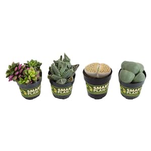 2.5 in. Mimicry Assorted Succulent Plants (4-Pack)