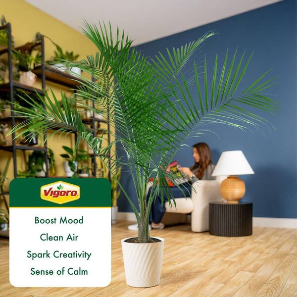 Vigoro Majesty Palm Indoor Plant in 12 in. Decor Pot, Avg. Shipping Height  54-72 in. Tall XL-MAJ-S-SAH-01 - The Home Depot