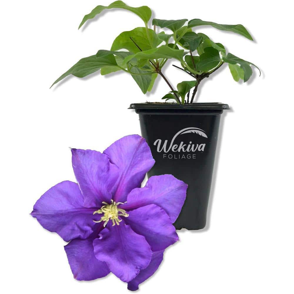 Wekiva Foliage Clematis General Sikorski-Live Starter Plant in a 2