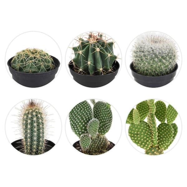 Arcadia Garden Products 2 in. Mini Cactus in Black Grower Pot (24-Pack)  LV75 - The Home Depot