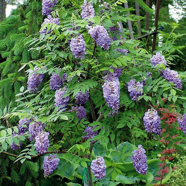 FLOWERWOOD 2.5 Gal. Amethyst Falls Wisteria, Live Vine Plant, Clusters of Lilac-Purple Blooms