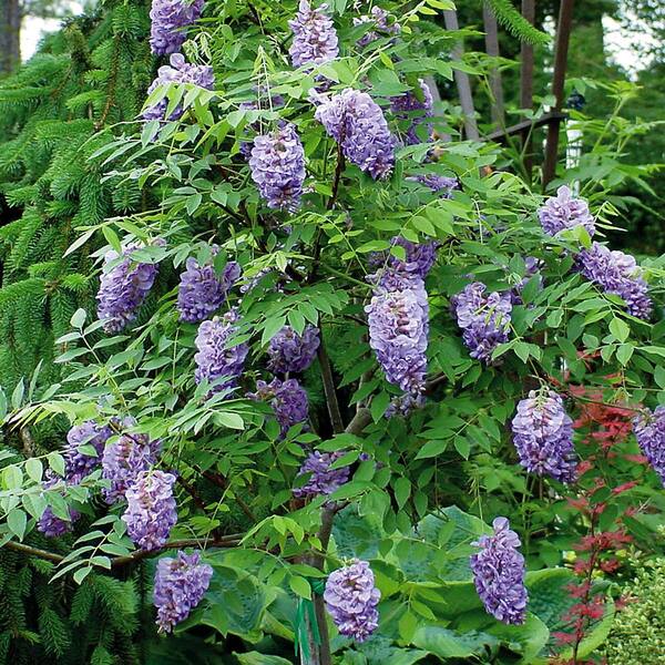 Vigoro 2 5 Gal Amethyst Falls Wisteria Live Vine Plant Clusters Of Lilac Purple Blooms 58023fl The Home Depot