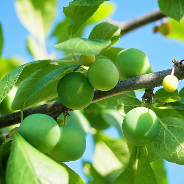 7 gal. Green Gage Plum Fruit Tree