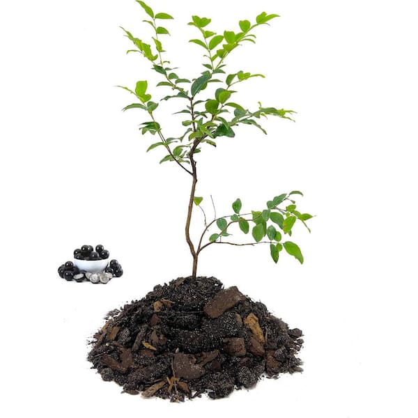 Wekiva Foliage Jaboticaba Tree-Live Plant in a 3 in. Growers Pot-Plinia Cauliflora-Starter Tree-Edible Fruit Trees Florida