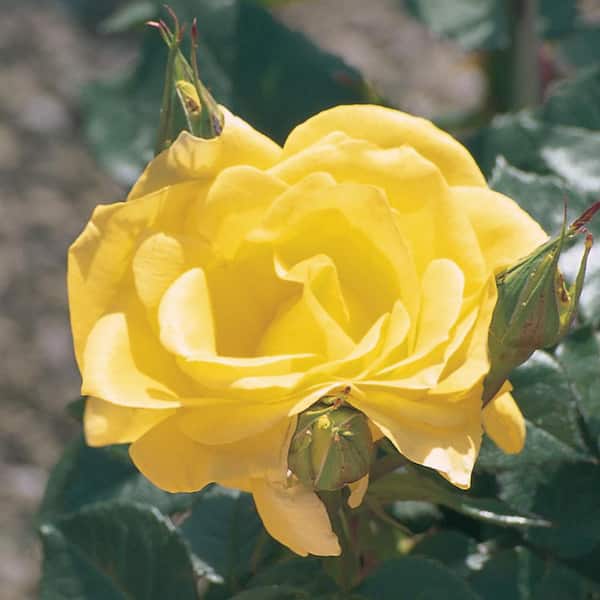 True Bloom 8 Qt. True Friendship Rose Plant with Yellow Flowers