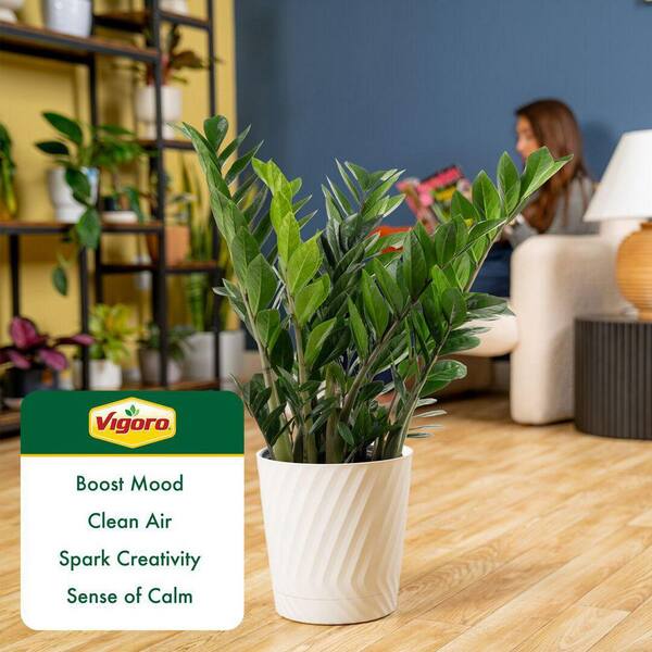 Vigoro Zamioculas Zamiifolia Indoor ZZ Plant in 10 in. White Decor