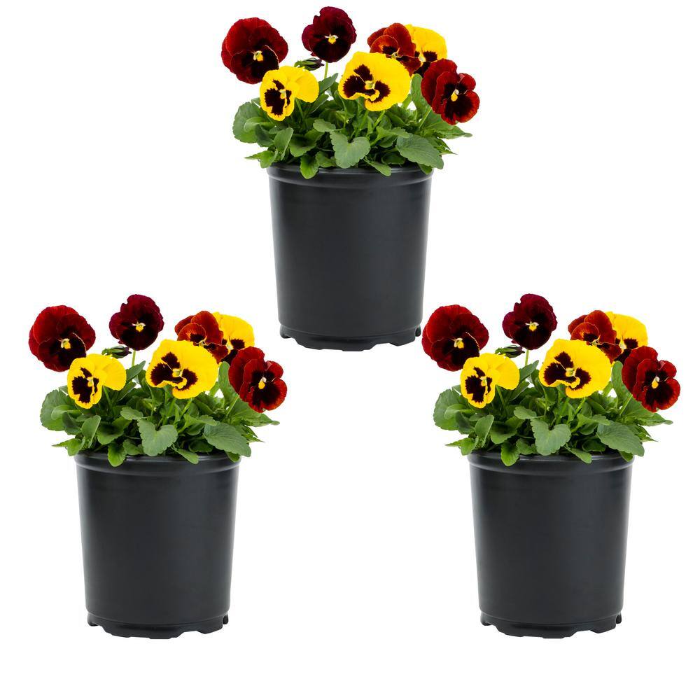 METROLINA GREENHOUSES 2 Qt. Pansy Yellow and Red Blotch Mix Annual ...