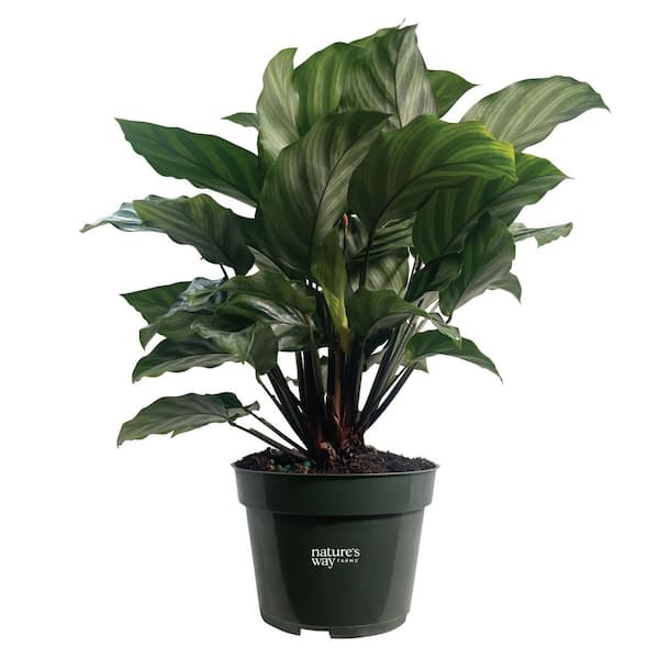 Calathea Freddie Indoor Live Plant (10-14 in. Tall) in Grower Pot