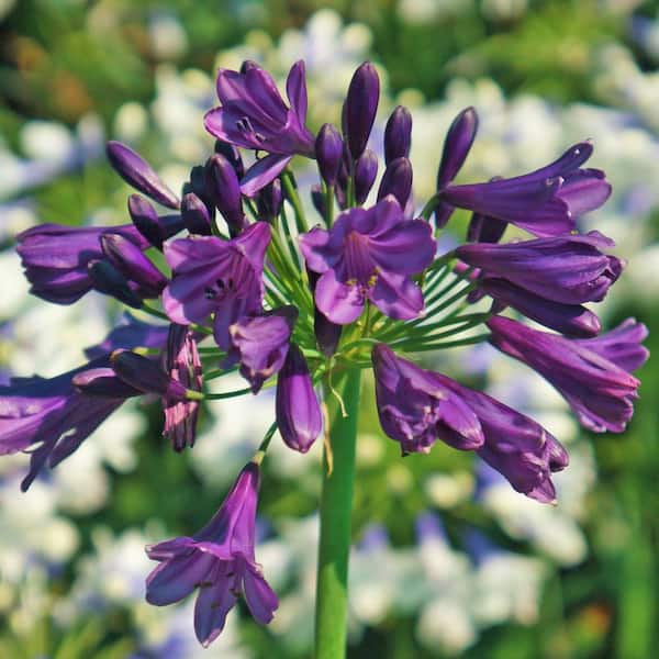 SOUTHERN LIVING 2.5 qt. Ever Amethyst Agapanthus with Reblooming Purple  Flower Clusters 0276Q The Home Depot
