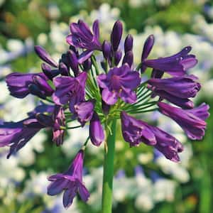 2.5 qt. Ever Amethyst Agapanthus with Reblooming Purple Flower Clusters