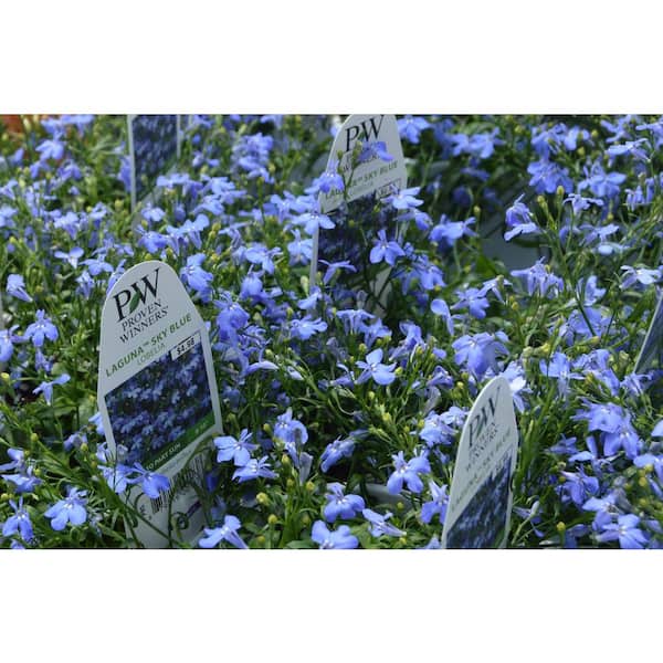 PROVEN WINNERS 1 Qt. Laguna Sky Blue Lobelia Plant 001838 - The Home Depot