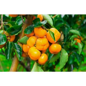 3 ft. Fuyu Persimmon Tree with Tasting Notes Of Cinnamon and Brown Sugar and No Astringency