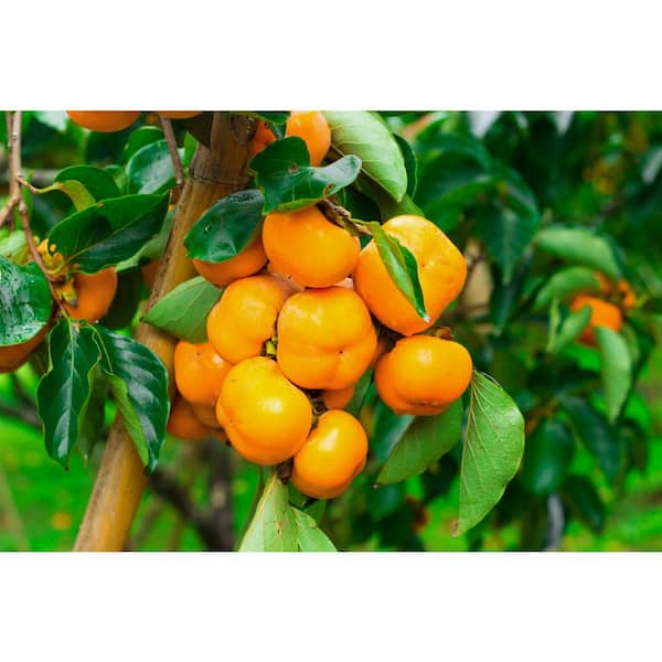 Online Orchards 3 ft. Fuyu Persimmon Tree with Tasting Notes Of Cinnamon and Brown Sugar and No Astringency