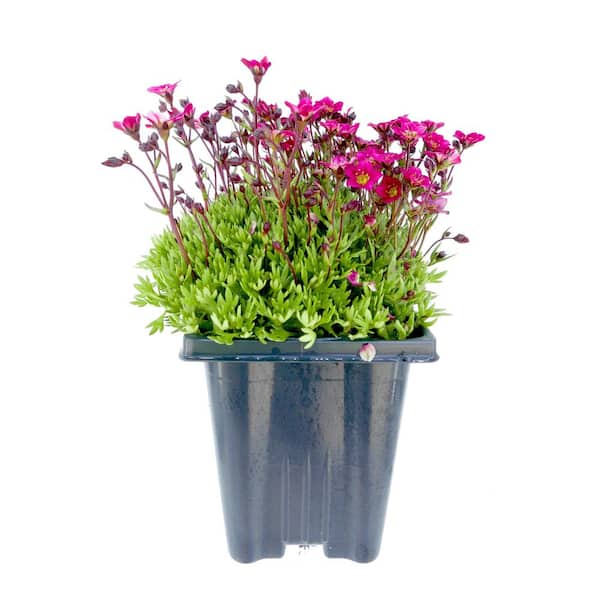 Unbranded 1.0 qt. Perennial Saxifraga Red (1-Pack)