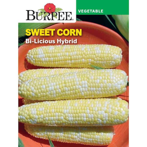 Corn Bicolor BiLicious Hybrid Vegetable Seed